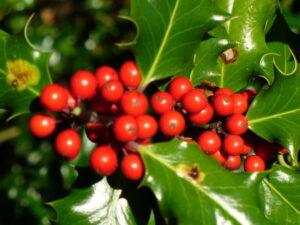 Holly Berries, Colin Smith (CC BY-SA 2.0)