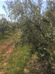 olive-grove-istria